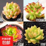 多肉植物精选图片品种发货照图办公室室内阳台桌面图片品种指定品 春萌+柠檬手指+蒂亚+黄丽+盆土