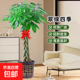 发财树大型绿植室内客厅花卉大盆栽落地办公室摆件阳台放轻松植物 【辫子造型】1.5-1.6m 原盆