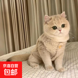 猫衣服保暖羊羔毛马甲背心秋冬泰迪博美宠物冬装可爱狗衣服绝育服 羊羔绒马甲-杏色 XL码（约10-11斤）