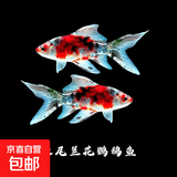 冷水鹦鹉鱼招财鱼血鹦鹉红金鱼冷水观赏鱼活体鱼苗好养耐活发财鱼 兰花鹦鹉3条【6-8cm】