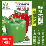 蔬菜种子四季播盆栽阳台庭院香菜生菜菠菜萝卜葱简单易种籽孑大全 鲜食大甜椒约200粒