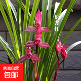 当年开花兰花苗春剑都江红素阳台花卉兰花绿植盆栽自然种植 春剑东方红5苗壮苗裸根 送开花肥