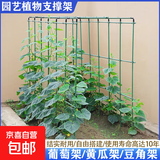 爬藤架葡萄架黄瓜豆角架种菜花支架庭院花卉植物支撑杆西红柿架杆 粗度8毫米长0.6米（3根）