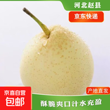 京喜加赵州水晶鸭梨新鲜水果产地直发【六】单果180g起 1粒单果170g+