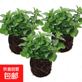 柠檬薄荷盆栽新鲜可食用薄荷叶苗驱蚊草水培好养花卉室内绿植物 原土薄荷+肥料3盆 不含盆