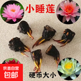 睡莲种苗荷花盆栽中大型碗莲莲花种藕水培水养水生池塘盆缸荷叶种 小睡莲 6个-混色