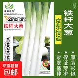 蔬菜种子四季播盆栽阳台庭院香菜生菜菠菜萝卜葱简单易种籽孑大全 铁杆大葱约500粒