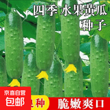 水果黄瓜种子 满地爬黄瓜 水果黄瓜种孑阳台种植盆栽四季蔬菜种籽 水果黄瓜种子2包