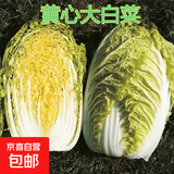 真好吃黄心黄芯秋播耐寒大白菜冬储蔬菜白菜口感好秋冬季 黄心大白菜种子 三包约3000粒
