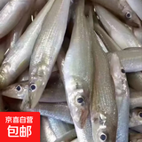 深海野生小沙丁鱼 深海捕捞无添加高DHA低脂 500g/盒一斤40条左右 野生沙丁鱼净重3斤