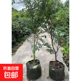 树葡萄苗果树嘉宝果苗正宗沙巴加宝果南北方四季庭院名贵种植盆栽 沙巴1.5米高左右/当年结果丰产 111cm(含)-140cm(含)