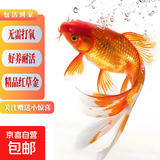 冷水观赏鱼草金鱼养不死耐活包邮包活宠物新手练手鱼 3-5厘米送小包鱼粮 红草金买1送1条备损+开口粮