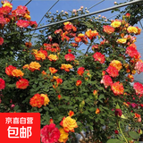 爬藤植物藤本月季花苗四季花卉浓香型玫瑰盆栽庭院阳台蔷薇花苗 藤彩虹 带土发货 15-25厘米高