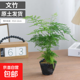 文竹盆栽室内客厅植物花卉办公室绿植桌面净化空气创意小盆景原盆 精选小文竹【15-22cm高】1盆+育苗盘