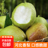 京喜加正宗河北香梨新梨七号特级脆甜多汁 带箱2斤净重1.6-1.8斤