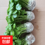 铜钱草水培植物室内办公室桌面盆栽花卉四季常青绿植净化空气懒人 铜钱草精品带叶子151-200+营养液 不含盆