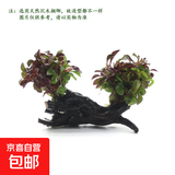【京东物流】水草套餐 好养耐活真水草植物绿菊大叶绿九冠鱼缸 红波 双头 沉木一份