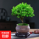 小叶赤楠盆栽中式盆景绿植办公室书房金丝楠木老桩苗花卉室内好养 精品小叶赤楠+海纳百川瓷盆+复古圆托盘+苔藓
