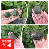 【京东配送】巴西龟中华草龟龟宠物龟活体网红观赏乌龟好养活 巴西龟3-4cm 2只（送龟粮）
