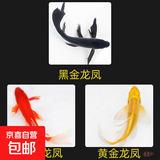 中国红冷水淡水观赏鱼锦鲤鱼活鱼金鱼小型好养红鲤鱼纯种小锦鲤 19-21CM黑黄红【龙凤】各一条
