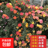 蔷薇花苗爬藤植物藤本月季四季花卉特大浓香型玫瑰盆栽庭院阳台 藤彩虹【四季中花多头】不含盆 高约50-70cm