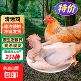 【低价好物】清远鸡走地鸡土鸡散养整只白切鸡椰子鸡月子鸡 清远鸡2只装【1.8斤/只】
