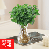 薄荷盆栽可食用大苗水培室内驱蚊绿植迷迭香香草植物柠檬猫薄荷 精品中盆薄荷+风信子玻璃瓶