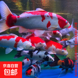 大型纯种锦鲤观赏鱼冷水鱼淡水鱼活鱼招财鱼好养耐活养不死风水鱼 五福临门（随机颜色5条） 8-10厘米