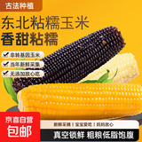 东北糯玉米棒 真空包装甜香粘糯玉米棒粗粮代餐苞米粘玉米 糯玉米1根 均重＞180g （黄白黑随机发）