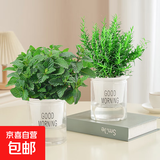 薄荷盆栽可食用大苗水培室内驱蚊绿植迷迭香香草植物柠檬猫薄荷 中盆薄荷+迷迭香（早安吸水盆）