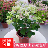 三角梅盆栽带花剑树苗室内阳台重瓣飘枝垂丝老桩四季开花爬藤花卉 【带花发货 收到即赏】绿樱老桩大苗 45-50cm左右（原盆带土发货）