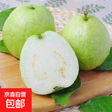 白心芭乐新鲜软糯番石榴低卡轻食可榨汁启鸿 白心芭乐 带箱2斤 单果100g+