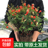 石榴盆景赏果树苗带果盆栽老桩室内阳台庭院四季开花客厅绿植花卉 10年红色石榴 带花苞（原土球）