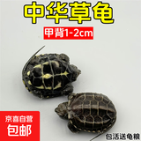 外塘中华草龟活体小乌龟宠物情侣金线苗活物草龟黑腹墨龟好养耐活 1-2厘米 1只单身草龟