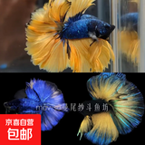 【泰国进口精品斗鱼】观赏鱼苗金鱼热带好养耐活体淡水半月婚纱鱼 S级*介子公下单送鱼食