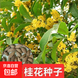 当年桂花种子 四季桂金桂沉香八月桂花树种子 桂花种籽四季播易活 桂花种子 五包约100粒