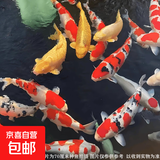 大型纯种锦鲤观赏鱼冷水鱼淡水鱼活鱼招财鱼好养耐活养不死风水鱼 十全十美（随机颜色10条） 8-10厘米