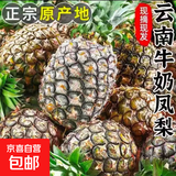 云南黑钻凤梨牛奶凤梨新鲜水果手撕凤梨现摘应季非菠萝整箱包邮 带箱4.5-5斤中果 单果650-1000g
