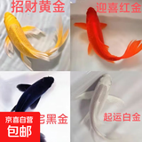 中国红冷水淡水观赏鱼锦鲤鱼活鱼金鱼小型好养红鲤鱼纯种小锦鲤 6-8CM黑白黄红各一条