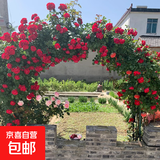 藤本月季爬藤大苗蔷薇花大苗特大花庭院爬墙植物四季开花浓香盆栽 蒂娜【150CM—160CM高发货】