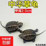 外塘中华草龟活体小乌龟宠物情侣金线苗活物草龟黑腹墨龟好养耐活 2-3厘米 2只情侣+100克粮