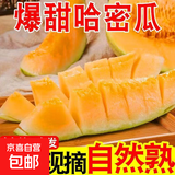 山东哈密瓜新鲜脆甜当季西州蜜蜜瓜  孕妇儿童皆宜 8-9斤
