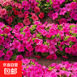 波斯菊花种子格桑花种籽子七彩四季开花易活花籽庭院野花组合种子 矮牵牛约500粒