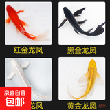 中国红冷水淡水观赏鱼锦鲤鱼活鱼金鱼小型好养红鲤鱼纯种小锦鲤 6-8CM黑白黄红【龙凤】各一条