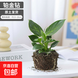 铂金钻水培绿植室内客厅植物除甲醛水养吸甲醛净化空气懒人盆栽 110#钻石翡翠（原盆原土）]+肥料