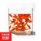 金鱼草金鱼观赏鱼冷水好养耐活小鱼苗锦鲤 2-4cm 红草金买3条送3条（加备损）