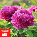 牡丹花树苗洛阳正宗对版重瓣牡丹花苗盆栽花卉绿植当年开花 魏紫3-5分支【当年开花】