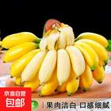 新鲜现摘海南皇帝蕉小香蕉软糯可口水果宝宝蕉 皇帝蕉 4斤 带箱