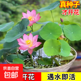 水培荷花莲子碗养花卉室内好养四季开花种子籽水养盆栽客厅睡莲 混色莲子12粒【已开口】成活率高