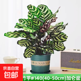 彩虹竹芋盆栽水培孔雀竹芋彩叶绿植物花卉室内夏季天除甲醛好养活 140#精品孔雀竹芋16-22片叶+加仑盆